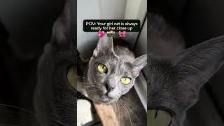 POV: You Have A Girl Cat