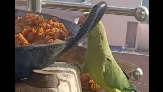 chhotu perrot chhotu parrot ka halwa khane aaya h# viral video#trendingvideo #hemoje