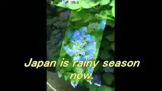Hydrangea-Trad Japan-.wmv