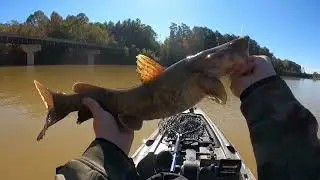 Lake James FKA tournament first smallmouth of 2024