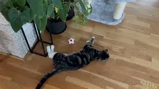 Милый котенок любит играть в футбол #игра#футбол #короткий#норвегия #bisayavlog