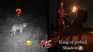 Wolf Hunting😨with Shadow king of pitbulls at night Part-2 #pitbull #doglover #wolf