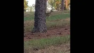 # 1 deer call to fill the freezer. How effective is the fawn bleat/ distress