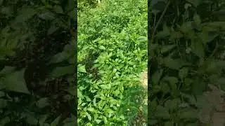 Chili leaves remedy for problems