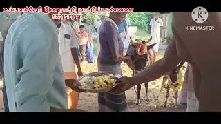உம்பளச்சேரிஇன நாட்டு மாட்டுப் பண்ணை கோமாதா பூஜை [9751583840].