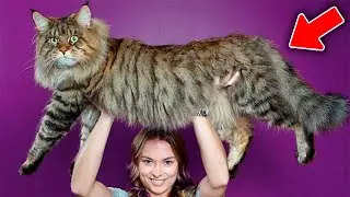 7 GIANT CAT BREEDS IN THE WORLD