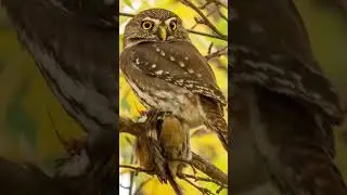 El chunchito 🦉