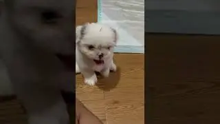 Bul bul si anak anjing shihtzu yang ginuk ginuk