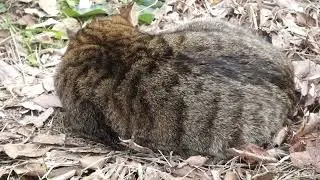 【Cat Video】 meowmeow Happy  #cat  #cats  #cute