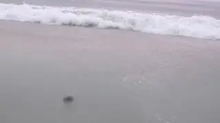 Sea turtles hatching during a thunderstorm at Carolina Beach