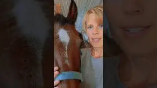 Sapphire: introducing the oldest Morgan mare on our farm!