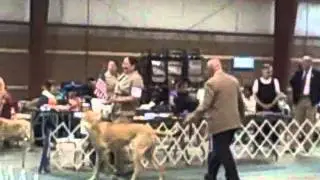 2012 GREAT DANE UKC DOG SHOW CHESTERFIELD VA NOV 11