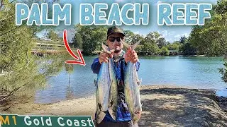 SPEED | Reef Fishing in a Tinny | Gold Coast Australia