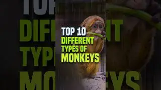Top 10 Different Types Of Monkeys | Muthu's Top 10 #top10 #monkey #ytshorts #viralshorts
