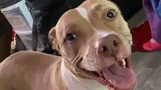 MEET LARA 💁🏼&zwj;♀️ MY DOG (sharing our Amazon favorites) 💕💜👍🏼🐕🐾
