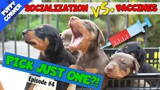 Socializing a Doberman BEFORE Vaccines? (Puppy Corner #4)