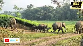 Angry Wild Elephant Herd entry at Village road#elephantattack 