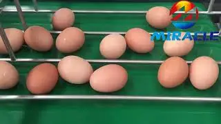 egg grading line