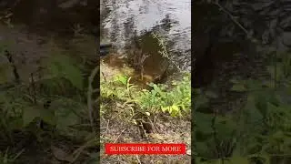 Mini Slug Accuracy Test 🎯 #shorts #viral #beta #subscribe