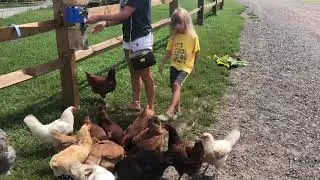 Go chicken go🎒
