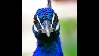 Peacocks' Dangerous Encounters With Humans!  #FacingPeacockAssault: #BattleforSafety #Dangerous