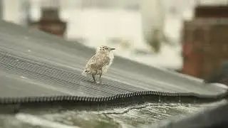 V&aring;t dag for m&aring;ke-n&oslash;ster
