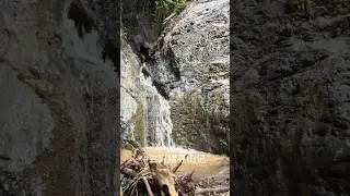 Fantastic Wild Boar Jumping Water fall 🐗 #warthog #pig #boar #hog #viral #animal #wildboar #wildlife