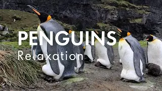 Penguins Relaxation | Relaxing Music, Sleep Music, Stress Relief, Calming Music, Meditation