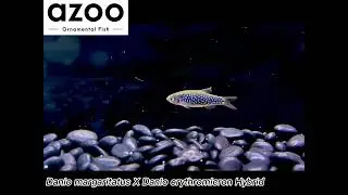 Danio margaritatus X D. erythromicron / 夢幻金鑽