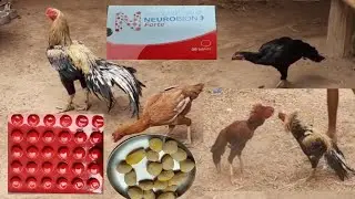NEUROBION FORTE USE FOR ASEEL CHICKEN | VETMIN B COMPLEX WITH B12 USE IN FOR ASEEL | PET HUB STATION