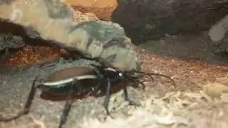 African tiger beettle ( Anthia cinctipennis)
