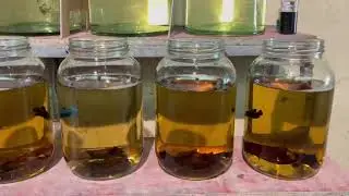 ត្រីក្រឹមជល់ កាចៗណាស់ Best Betta Fight