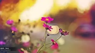 MitiS - Born