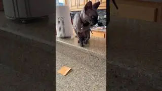 Looping this kitty until he goes viral - Sphynx cat loves PIZZA #loop
