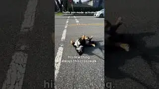 This dog is a PRO rage baiter 😂 He gets the cars & his mom at once 😤💥