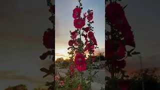 Sunset Vibe:Moment Captured! #sunset