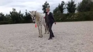 Entrainement cheval au 
