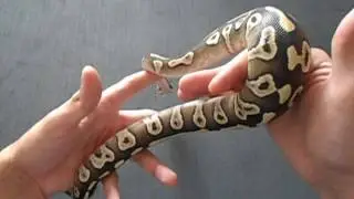PITÓN BOLA(regius fase phantom)