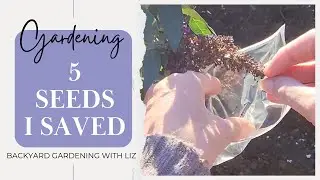 5 Flower Seeds I Collected from My Garden - Saving Seeds For Next Year ( Gardening Journey EP 38)