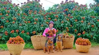 Harvest Curry Berries To Sell At The Market, Weed, Fertilize, And Hill Up Sweet Potatoes.