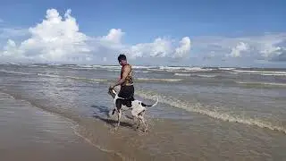 The Indian Hound..... Caravan Hound.......