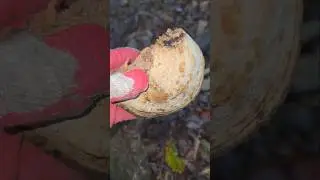 Medicinal horseshoe mushrooms found during a hike in the pine mushroom forest #MushroomsForHiking...