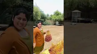 How to make dry dates..😍😍l #youtube #couple #shortvideo #shorts #youtubeshorts