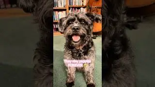 FOREVER PUPPIES!!! (Schnauzer Beagle mix) #puppies #cute #pets #dog #doggybestfriend #puppyface #lol