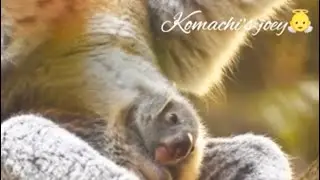 Koalas: Tilly's 12th birthday🎂🎊🌿🎉/Komachi's Joey/Wattle/Tsukushi