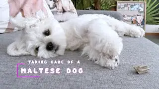 HOW TO TAKE CARE OF A MALTESE DOG: EVERYTHING YOU NEED TO KNOW 🎓