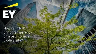 How can TNFD bring transparency on a path to save biodiversity?