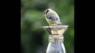 beautiful sparrow, #sparrowsounds #shorts #sparrowshorts #relaxyourmind #birdsshorts