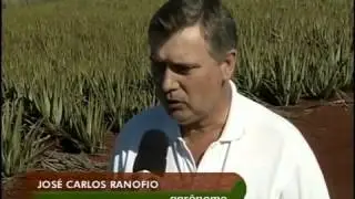 A Aposta Na Babosa