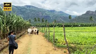 தமிழகத்தின் தனி தீவு கிராம வாழ்வியல் | Ooty Mountain Island – Thengumarahada | Nilgiris – India